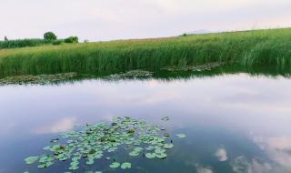 苏州太湖湿地公园